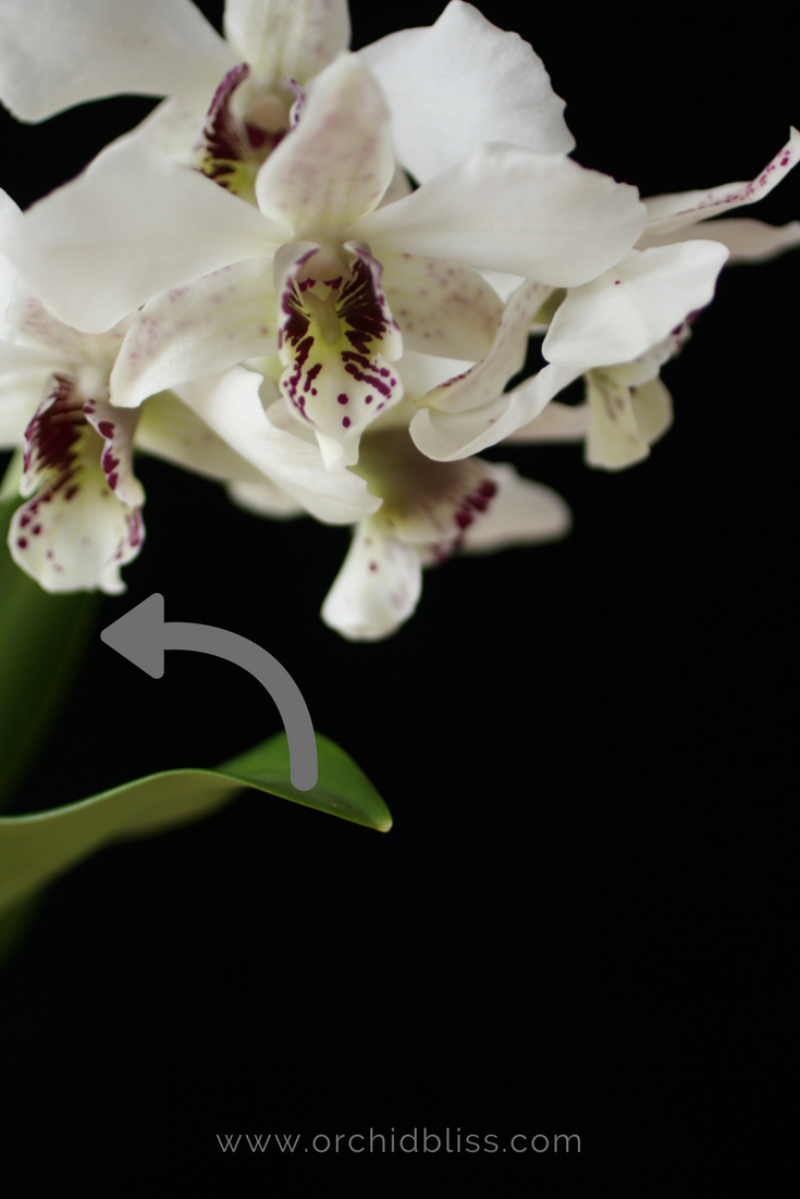 Where To Cut The Orchid Flower Spike For More Flowers - Orchid Bliss