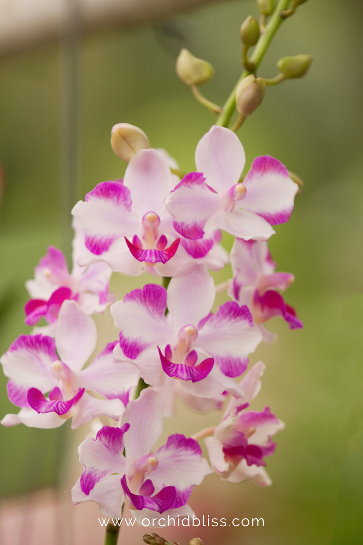 doritis pulcherrima - beginner orchid