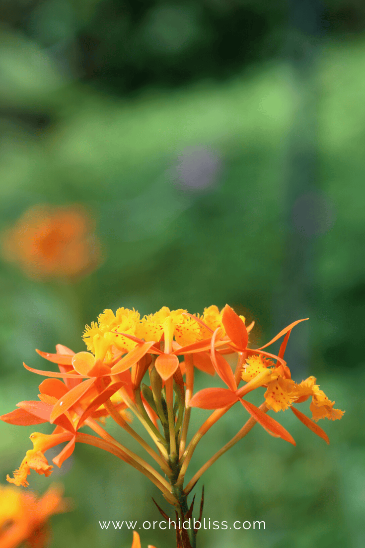 epidendrum cinnabariunum - beginner orchid