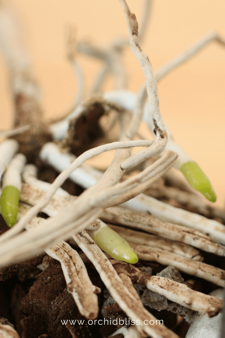 Why Your Orchid’s Leaves Are Limp – Orchid Bliss