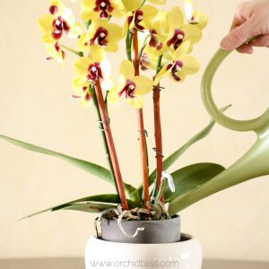 how to water orchids