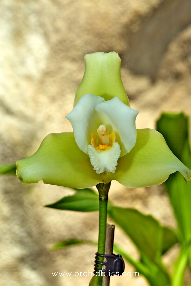 lycaste - beginner orchid