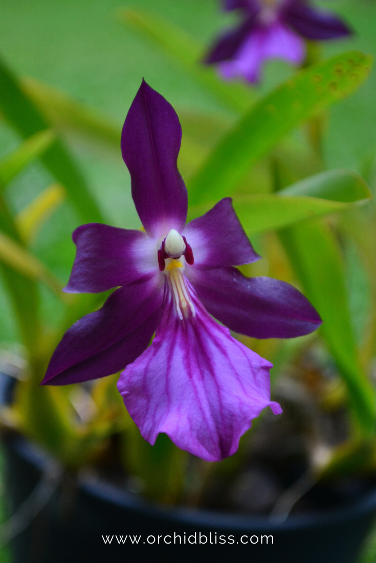 miltonia - easy orchid to grow