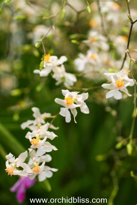 oncidium orchid - easy growing