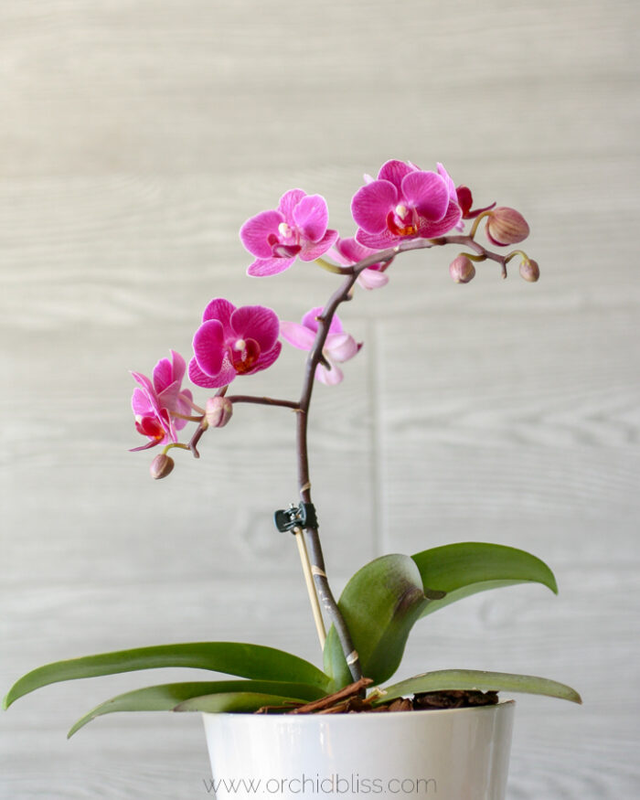 Where To Cut The Orchid Flower Spike For More Flowers - Orchid Bliss