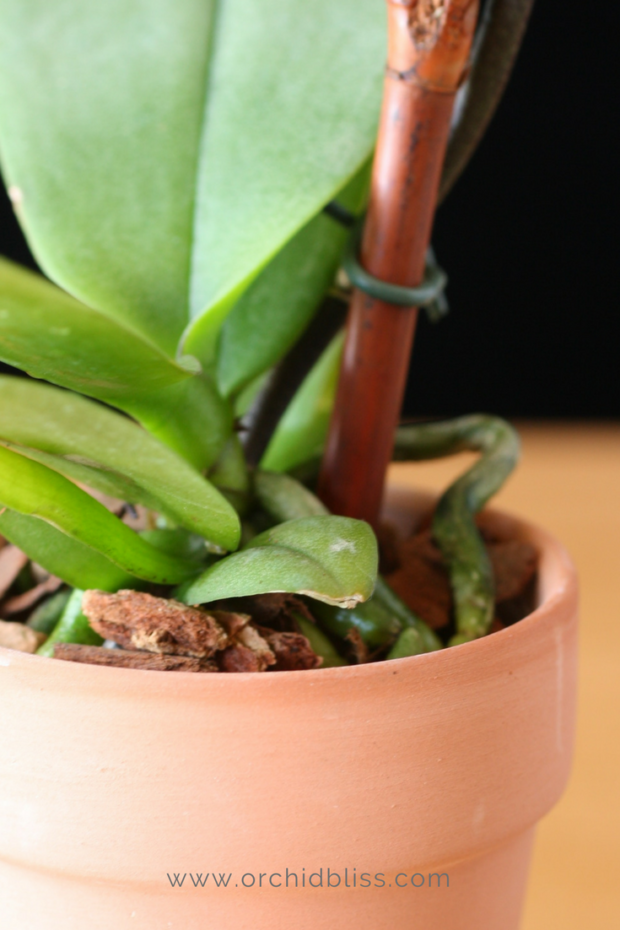 orchid-roots-when-to-repot-orchids.png