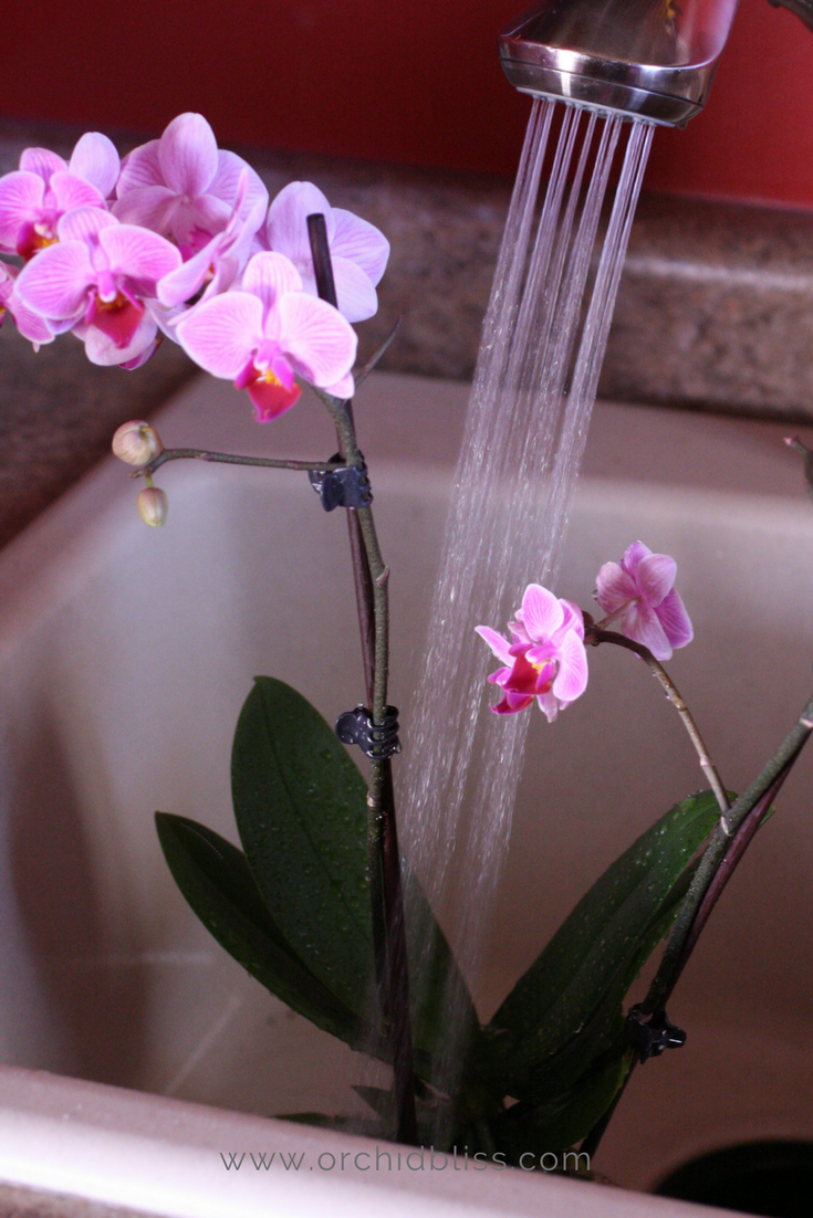 How to Water Orchids: Find out properly water your orchids - Orchid Bliss