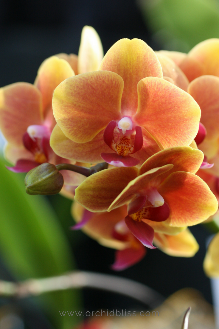 6 Easy To Grow Orchids That Will Thrive In Your Home Orchid Bliss