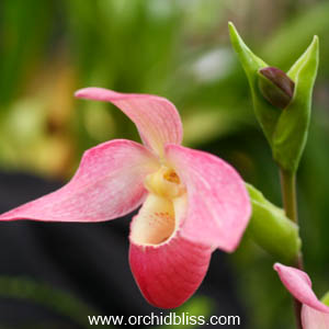 phragmipedium - how to bloom orchids