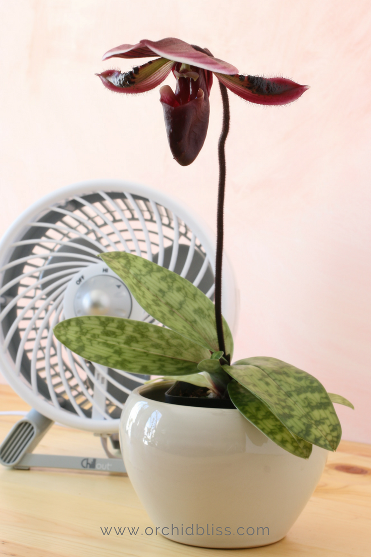 Orchids and Temperature A Detailed Guide for Your Orchids Orchid Bliss