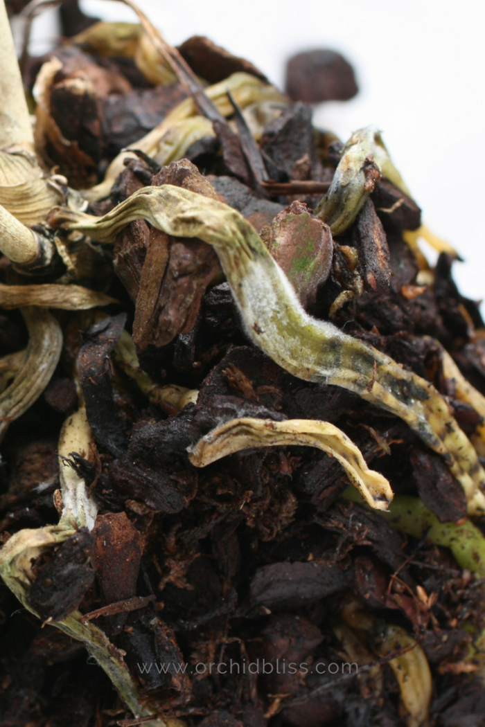 How to Understand Those Curious Orchid Roots &ndash; Orchid Bliss