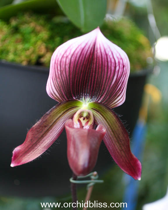 slipper orchid - paphiopedilum - starter orchid