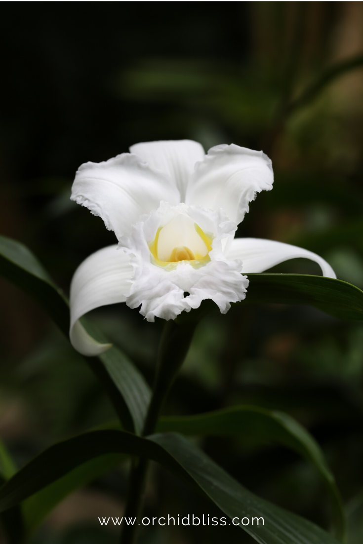 sobralia macrantha - beginner orchid