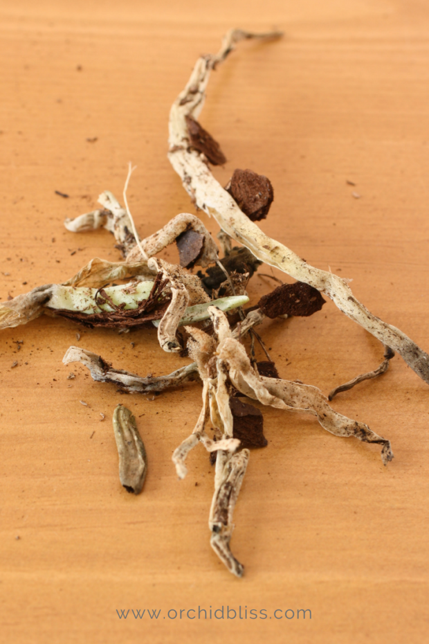trim-away-dead-roots-orchids-reptted.png