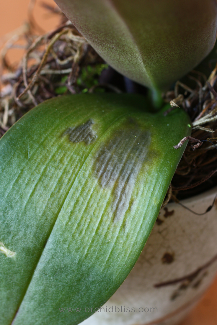 got-a-sick-orchid-how-to-treat-orchid-pests-and-disease-orchid-bliss