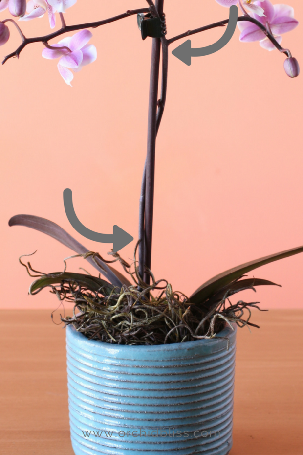 trimming-a-healthy orchid flower spike