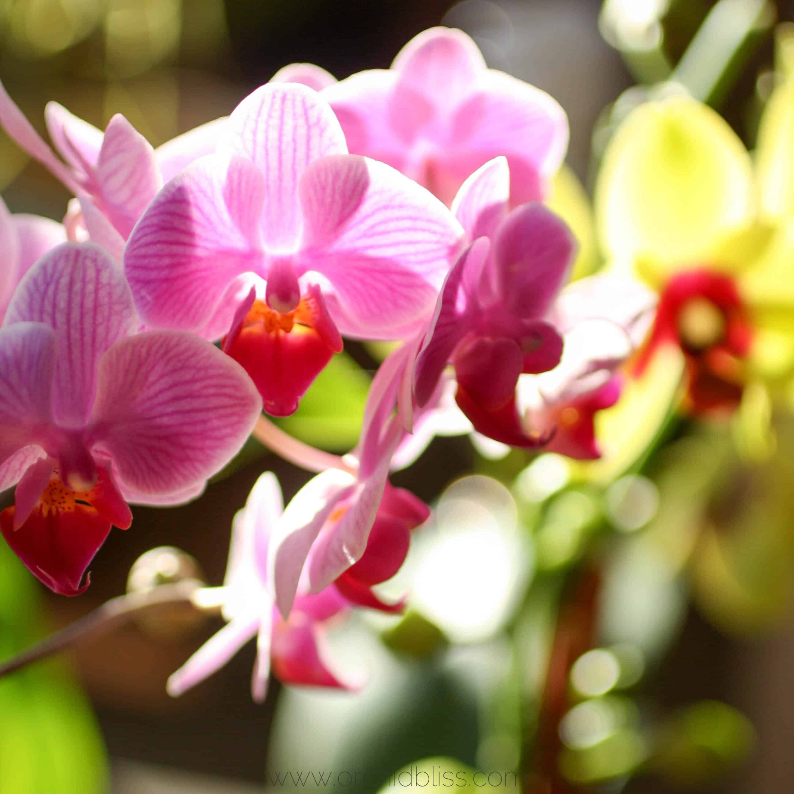 use best potting media - orchid soil