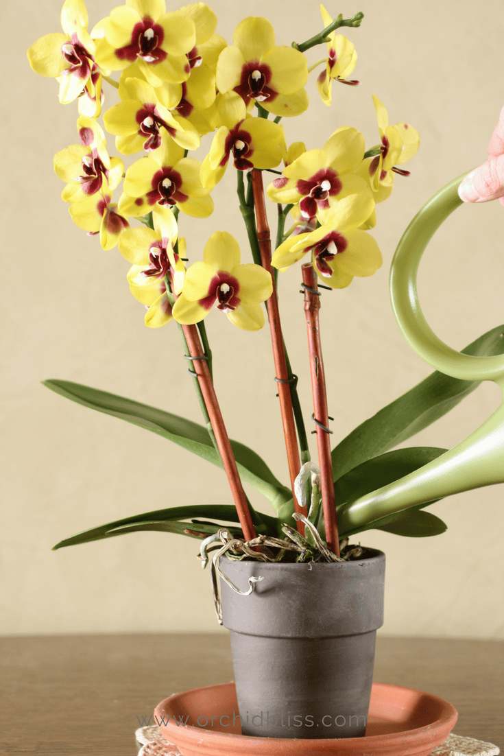 How to Properly Water Your Orchids No More Guesswork Orchid Bliss