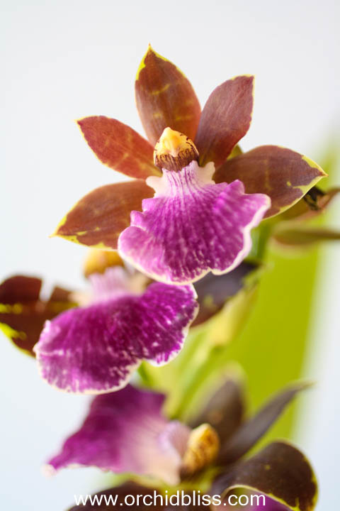 zygopetalum - fragrant beginner orchid