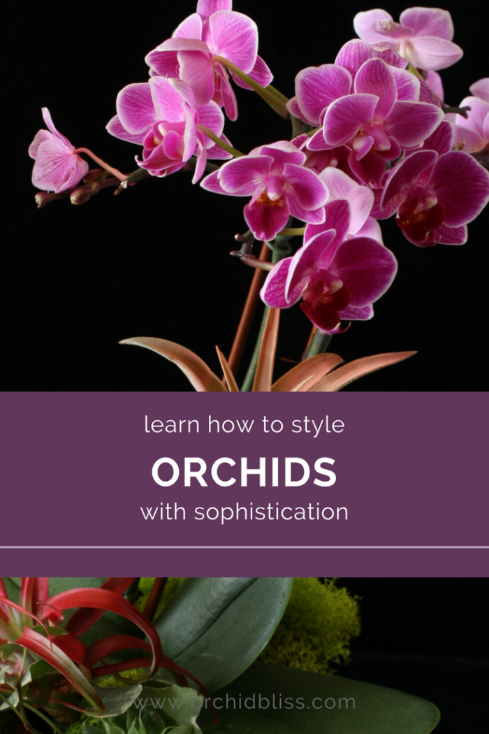 Design Killer Orchid Arrangements With My Secret Weapons - Orchid Bliss