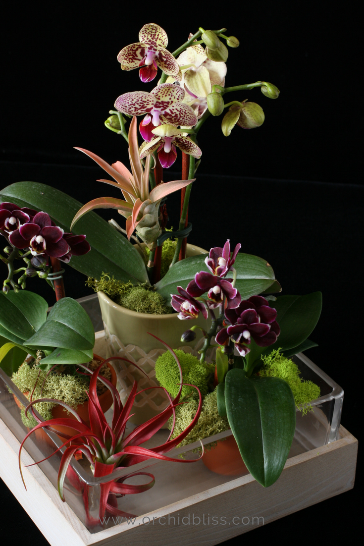When-I-see-my-orchid-arrangments-I-smile.png
