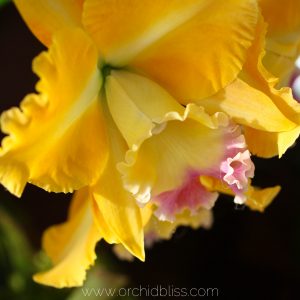 extraordinary orchid arrangement