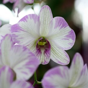 orchid care tips