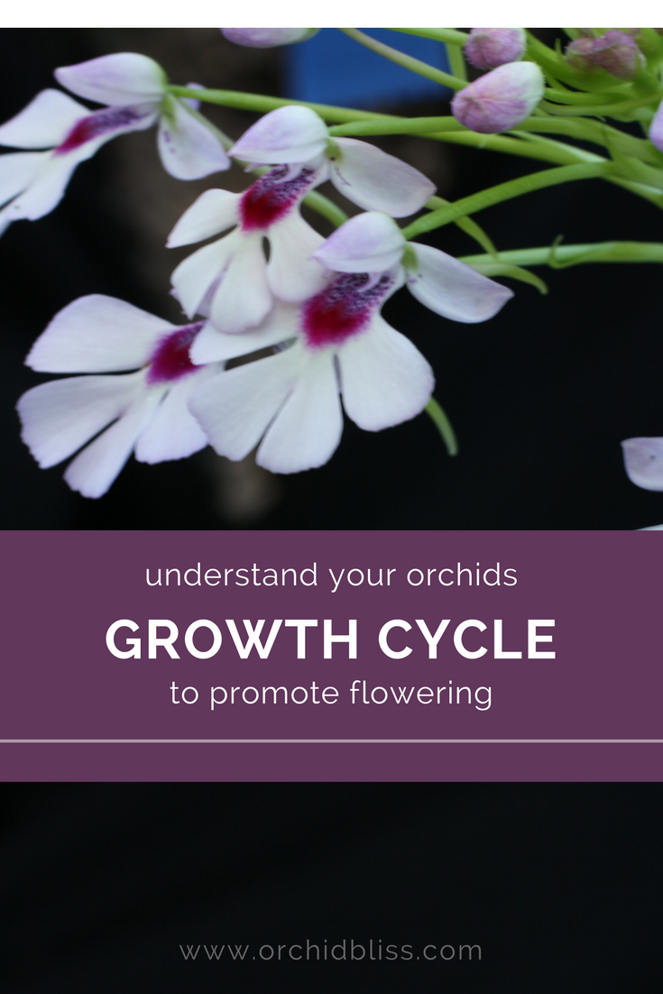 Growth Patterns of Monopodial and Sympodial Orchids Orchid Bliss