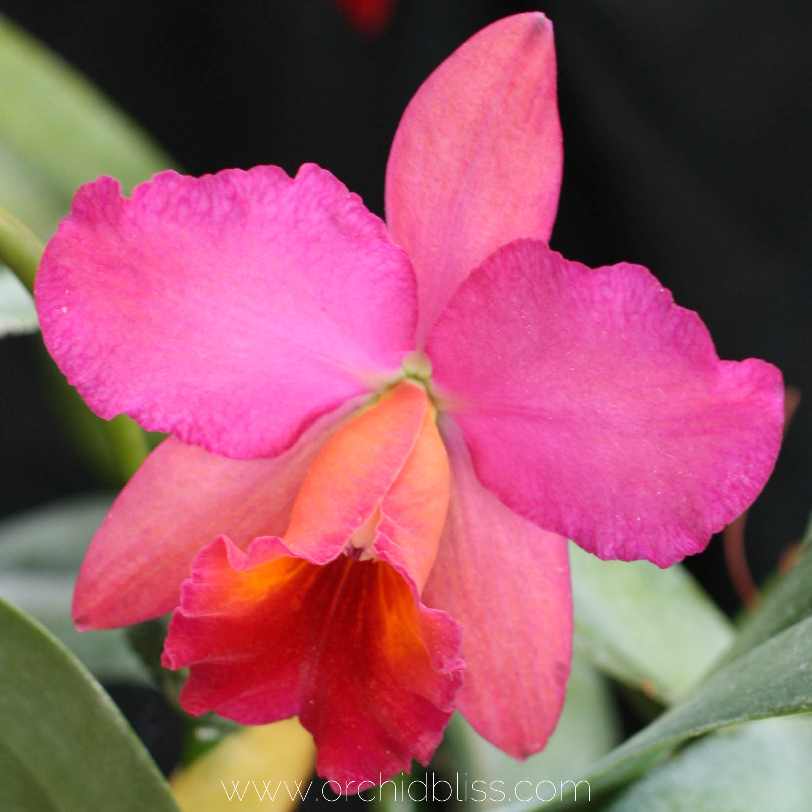 cattleya orchid in bloom