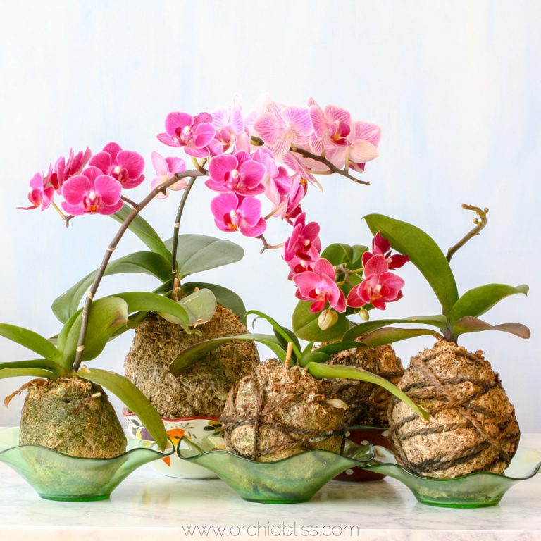 Learn the Japanese Art of Kokedama