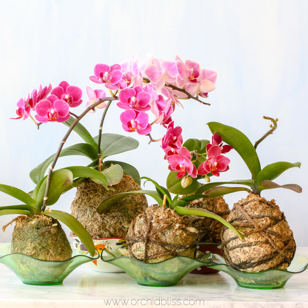 kokedama orchids group