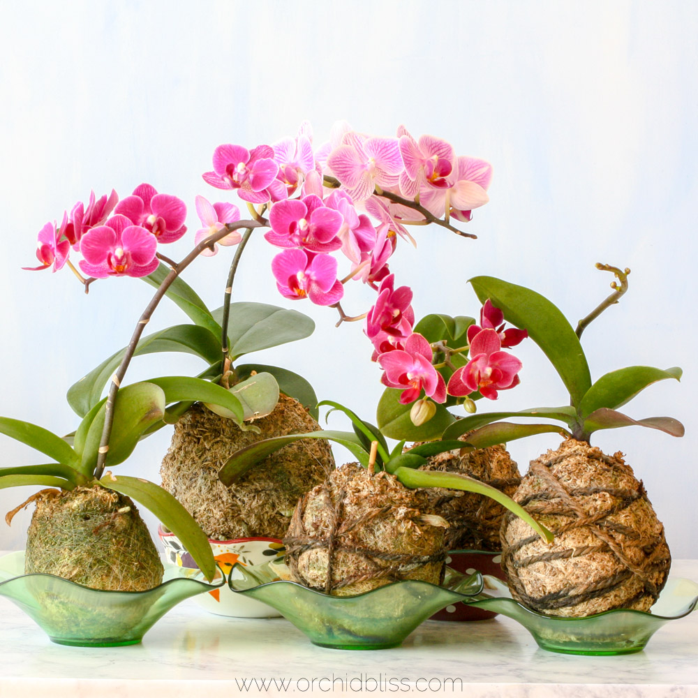 Learn the Japanese Art of Kokedama - Step By Step Tutorial