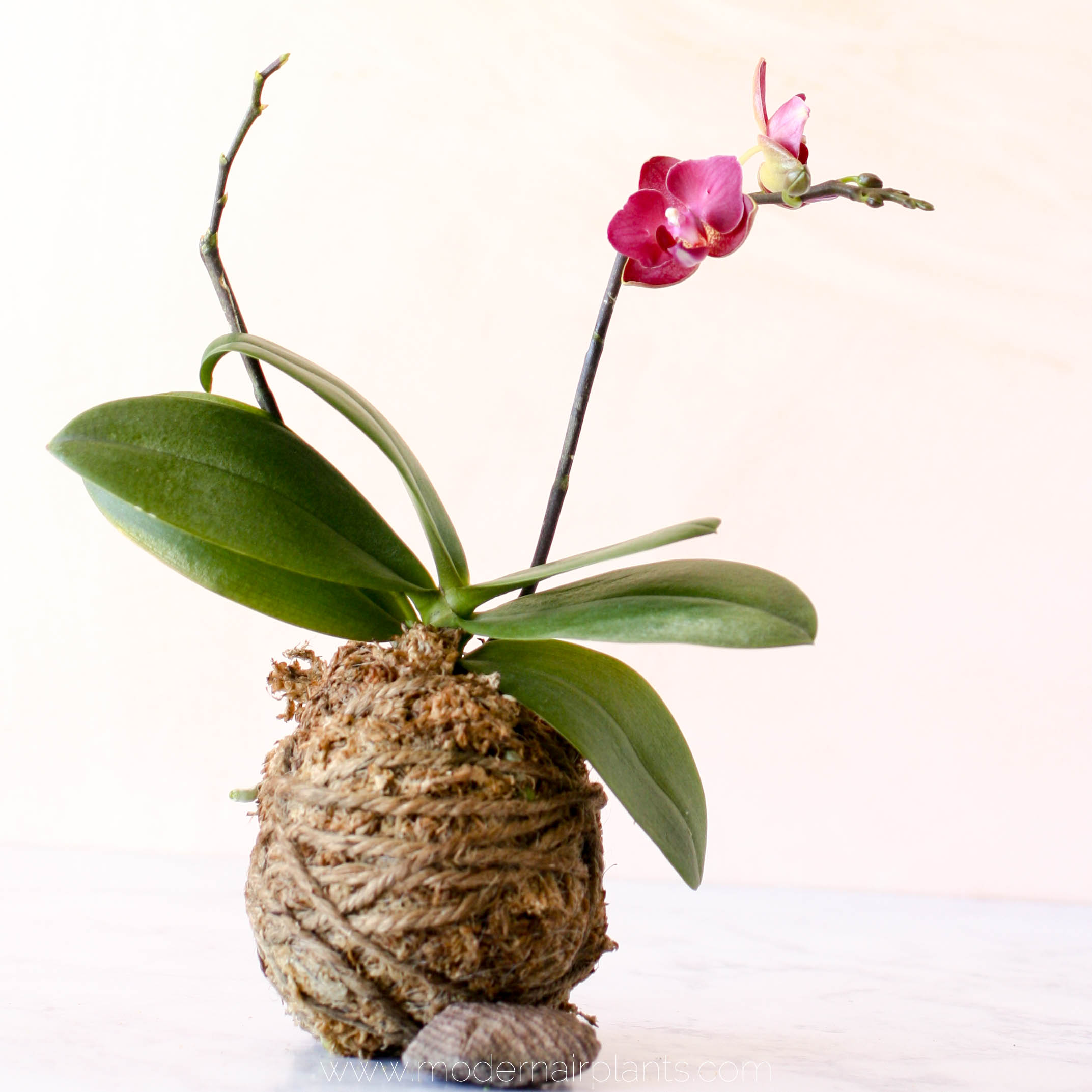 Какой мох нужен для орхидеи фаленопсис фото