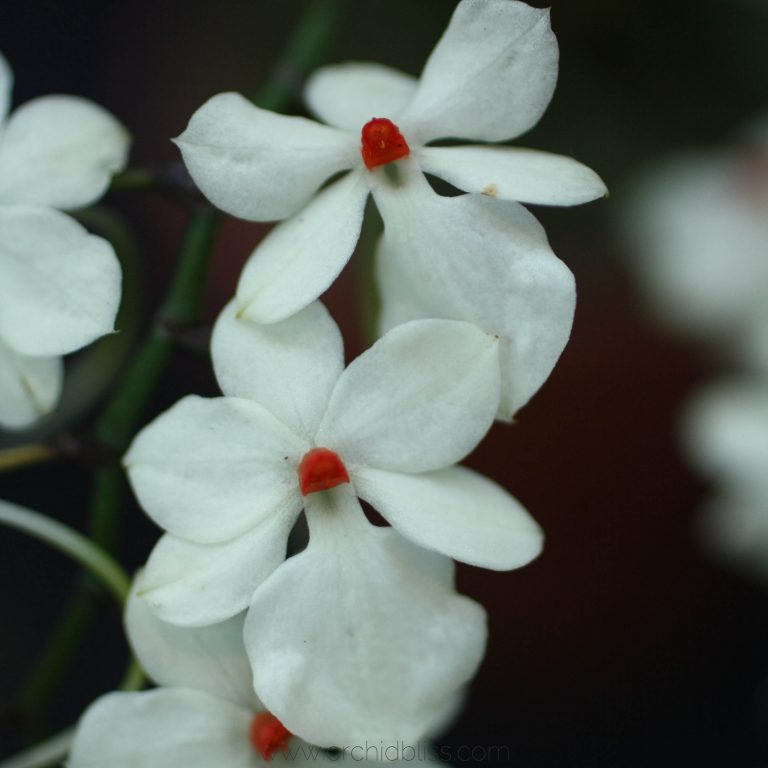 THE TOP 5 DIRT CHEAP TOOLS I USE TO GROW ORCHIDS
