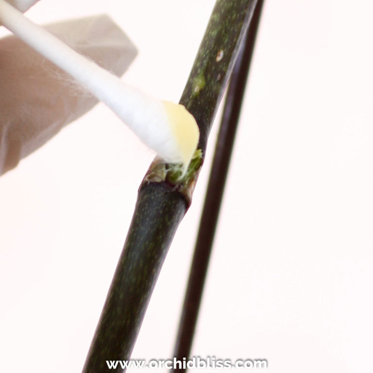 Learn How to Use Keiki Paste for More Flowers and More Orchids Orchid Bliss