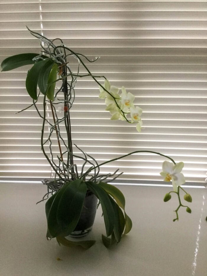 How to Propagate Orchids with Keiki Paste A Guide with Pictures