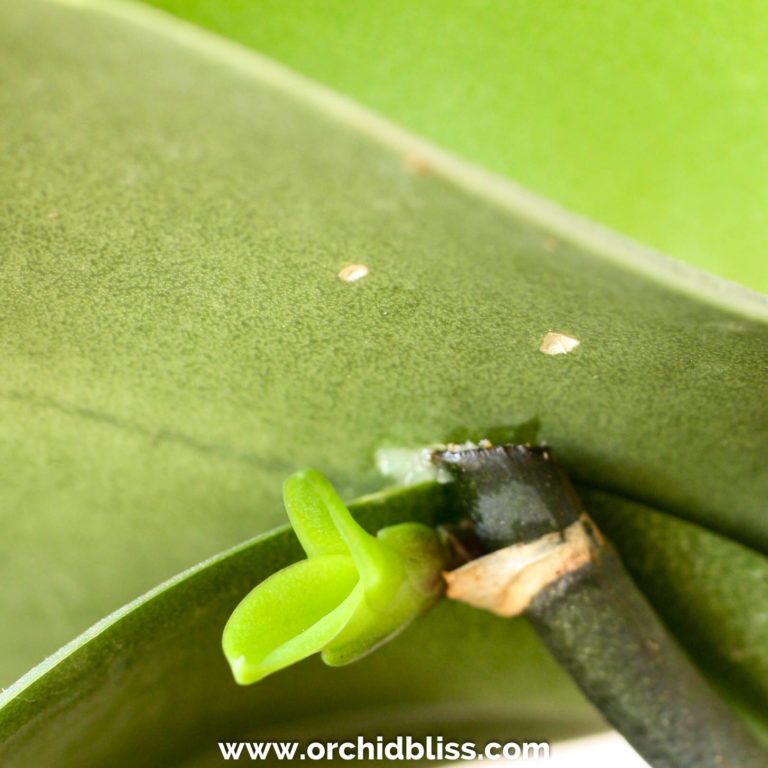Propagating Orchids: Keikis – Orchid Bliss