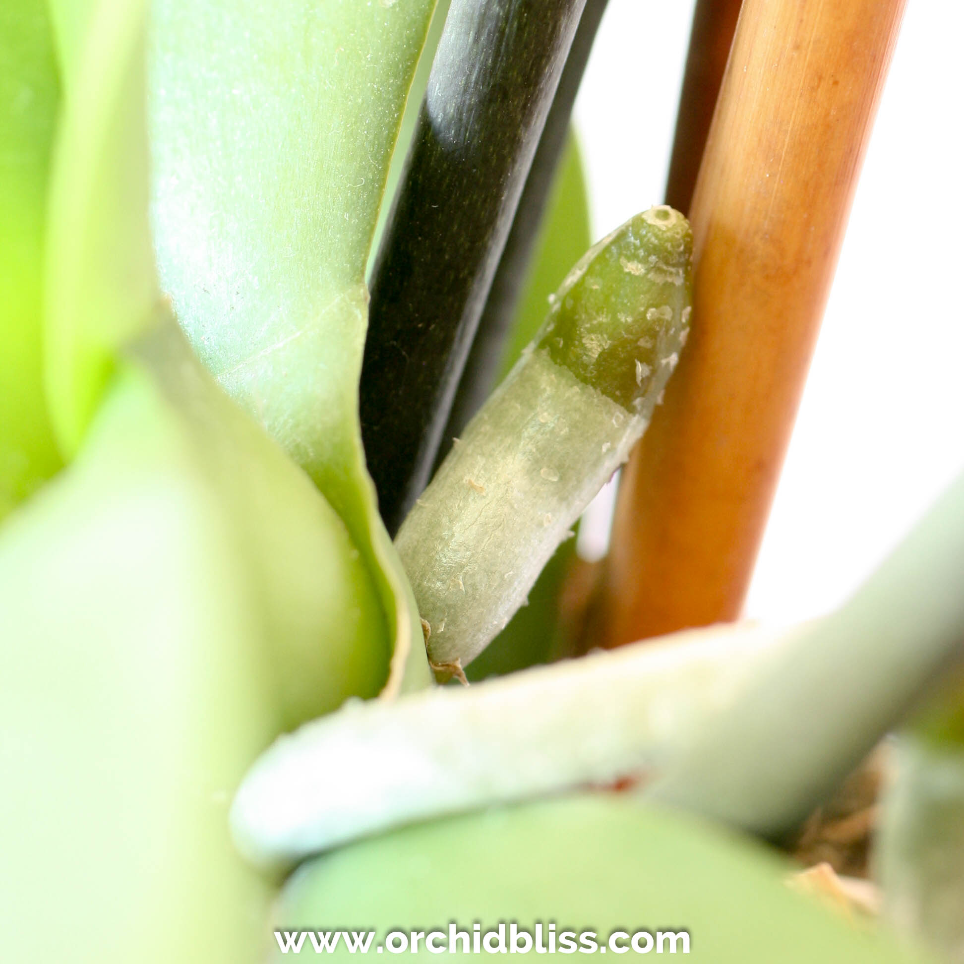 How to Understand Those Curious Orchid Roots Orchid Bliss