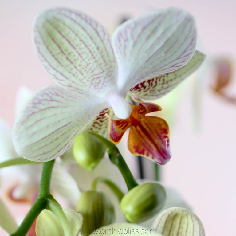 Propagating Orchids: Keikis