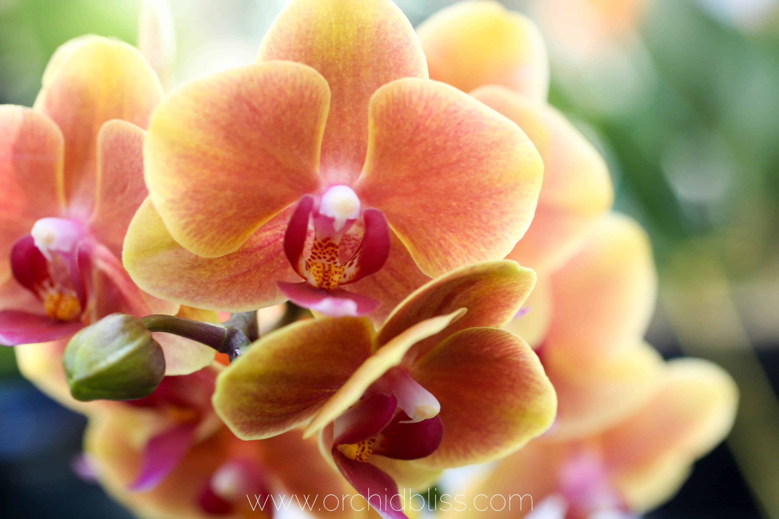 Orchid Bliss - orange phal