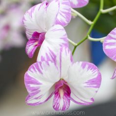 dendrobium white purple