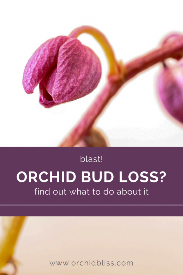 Why Are My Orchid's Buds Falling Off? Orchid Bliss