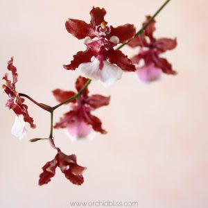 Buds on my oncidium moss pole planting. Perhaps it being such a pain to  water is worth it! : r/orchids