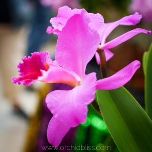 Orchid Flowers