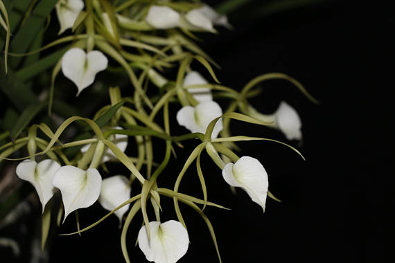 buy orchids - brassavola