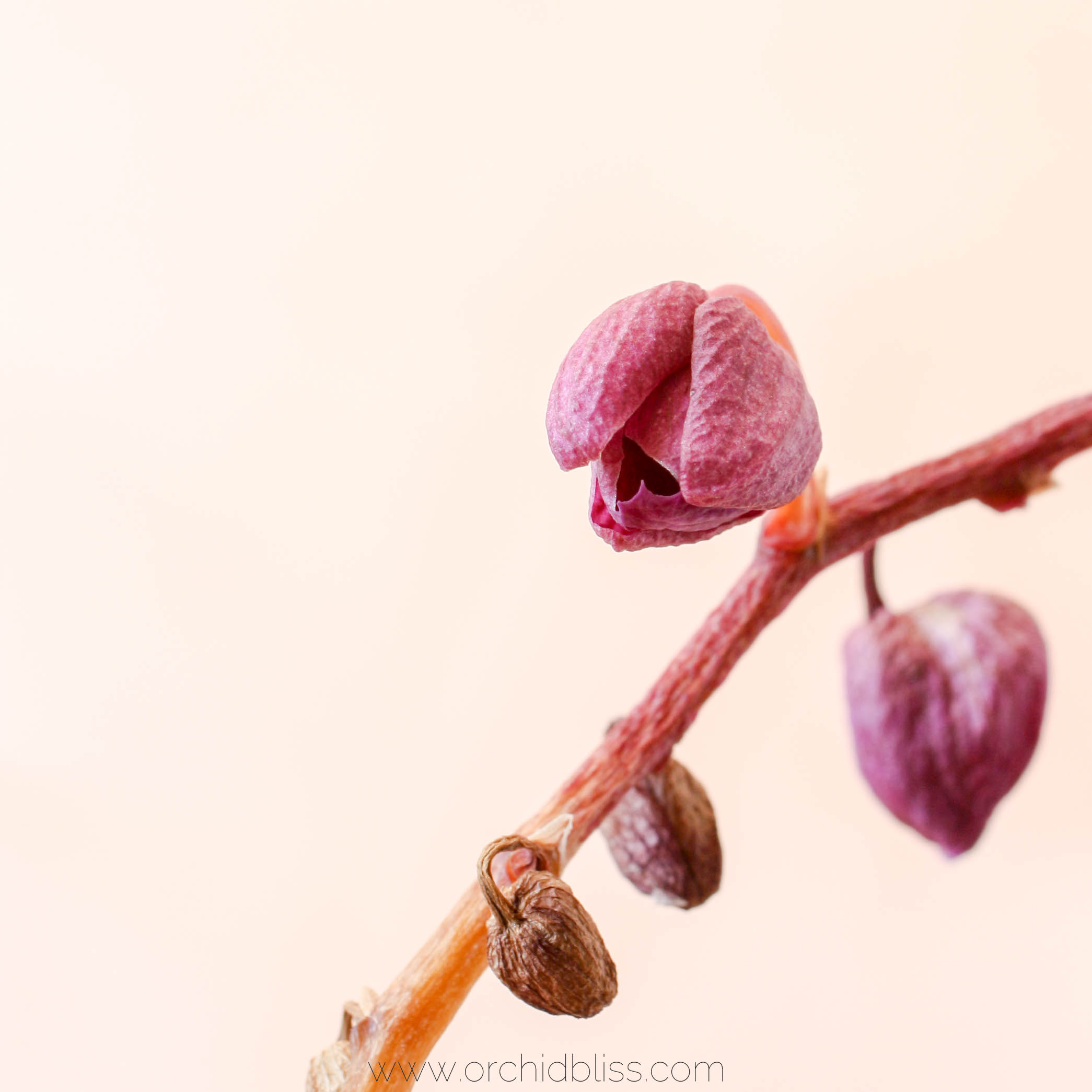 Orchids Cutting the Spike in the Right Place Means More Flowers Faster