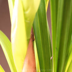 yellowing leaves - orchids