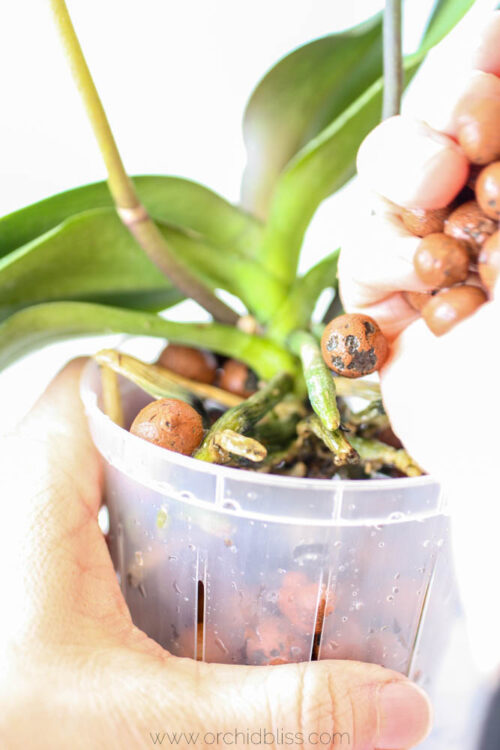 SemiHydroponics A new way to pot orchids Orchid Bliss