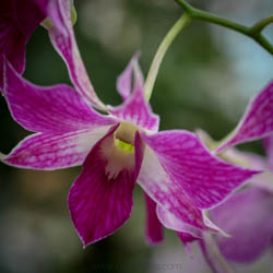 Discover how to prep your orchids for display