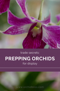 Prepping Orchids for Display: Trade Secrets, Right Here - Orchid Bliss